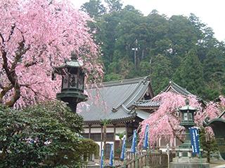 桜(大雄山最乗寺)