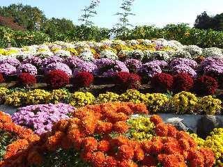 ざる菊
