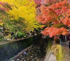 momiji