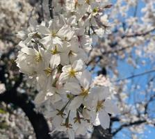 sakura